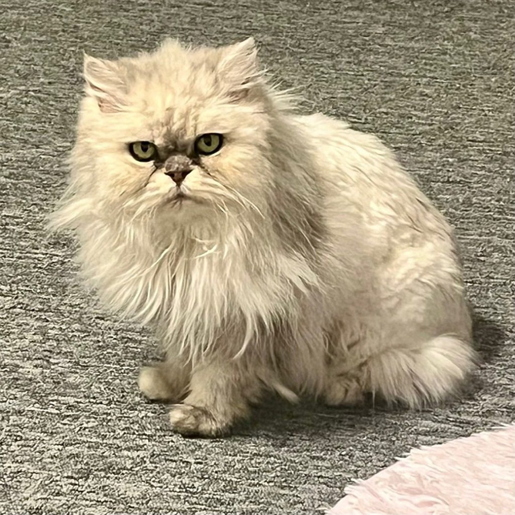 Lulu -- Bonded Buddy With Shermie & Amelia