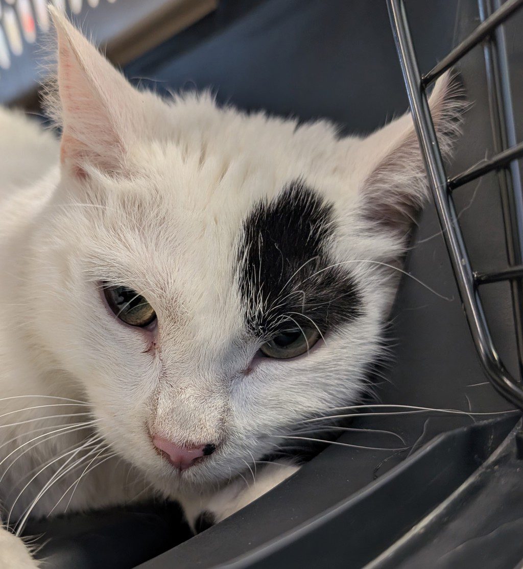 Milo -- Bonded Buddies With Stevie