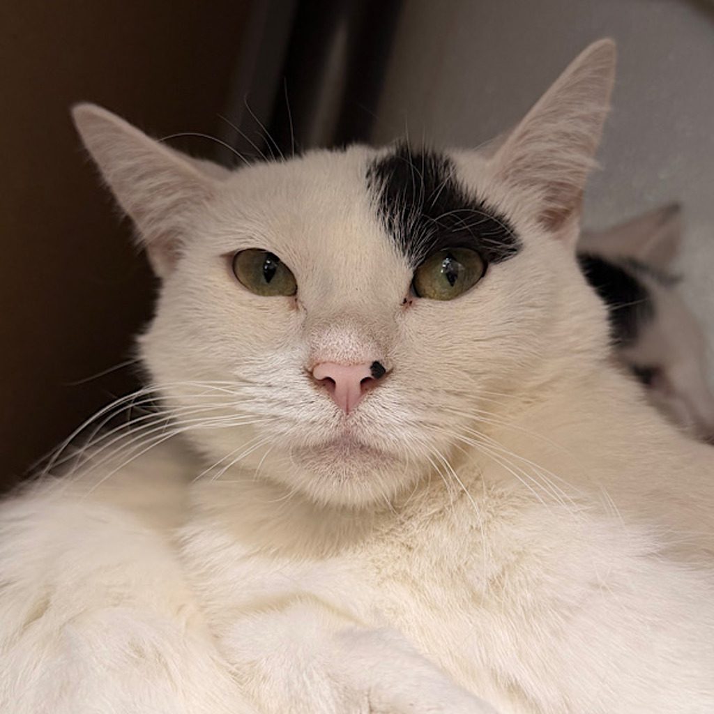 Milo -- Bonded Buddy With Stevie