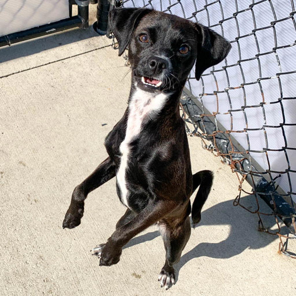 Molly -- Bonded Buddy With Callie