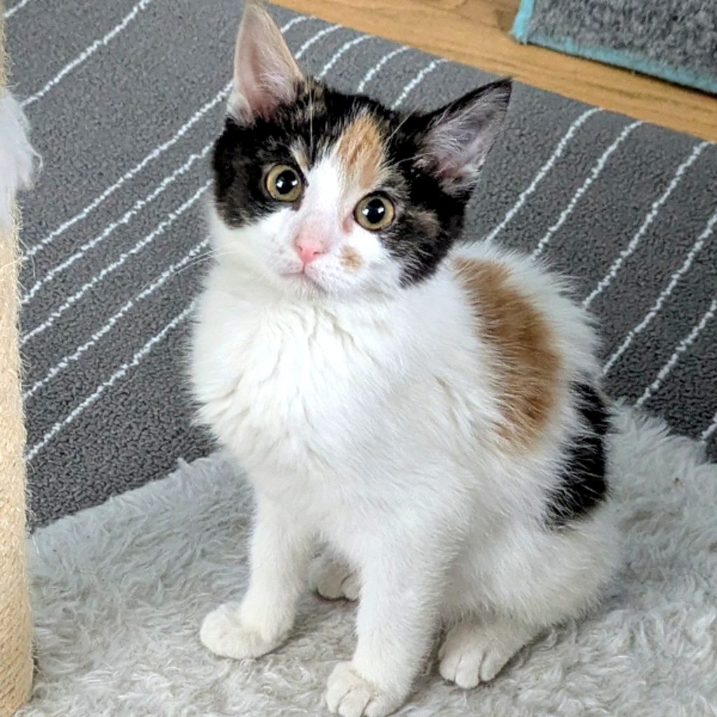 Monet — Bonded Buddy With Frida