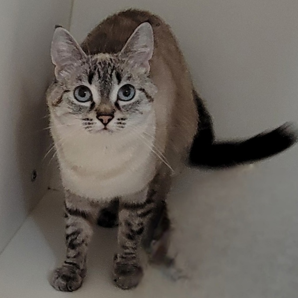 Opal - Bonded With Pearl