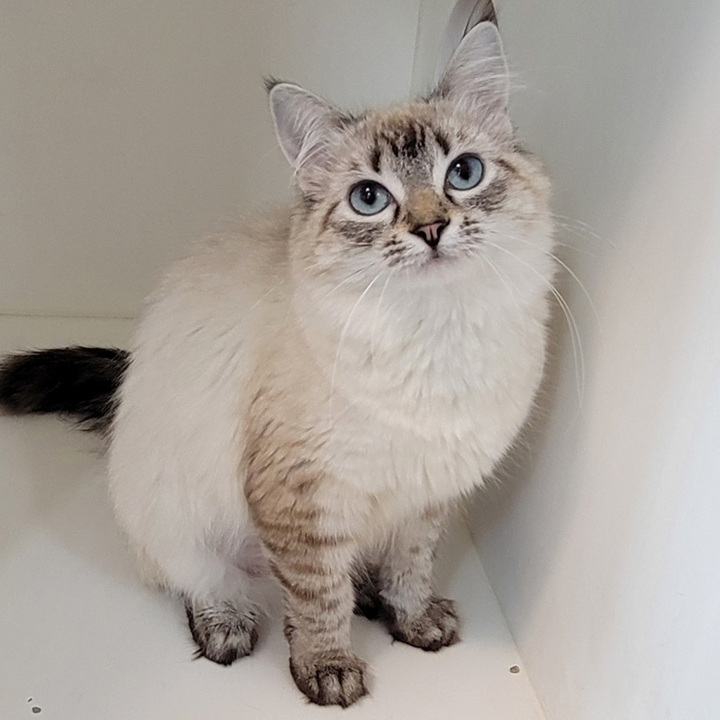 Pearl - Bonded With Opal