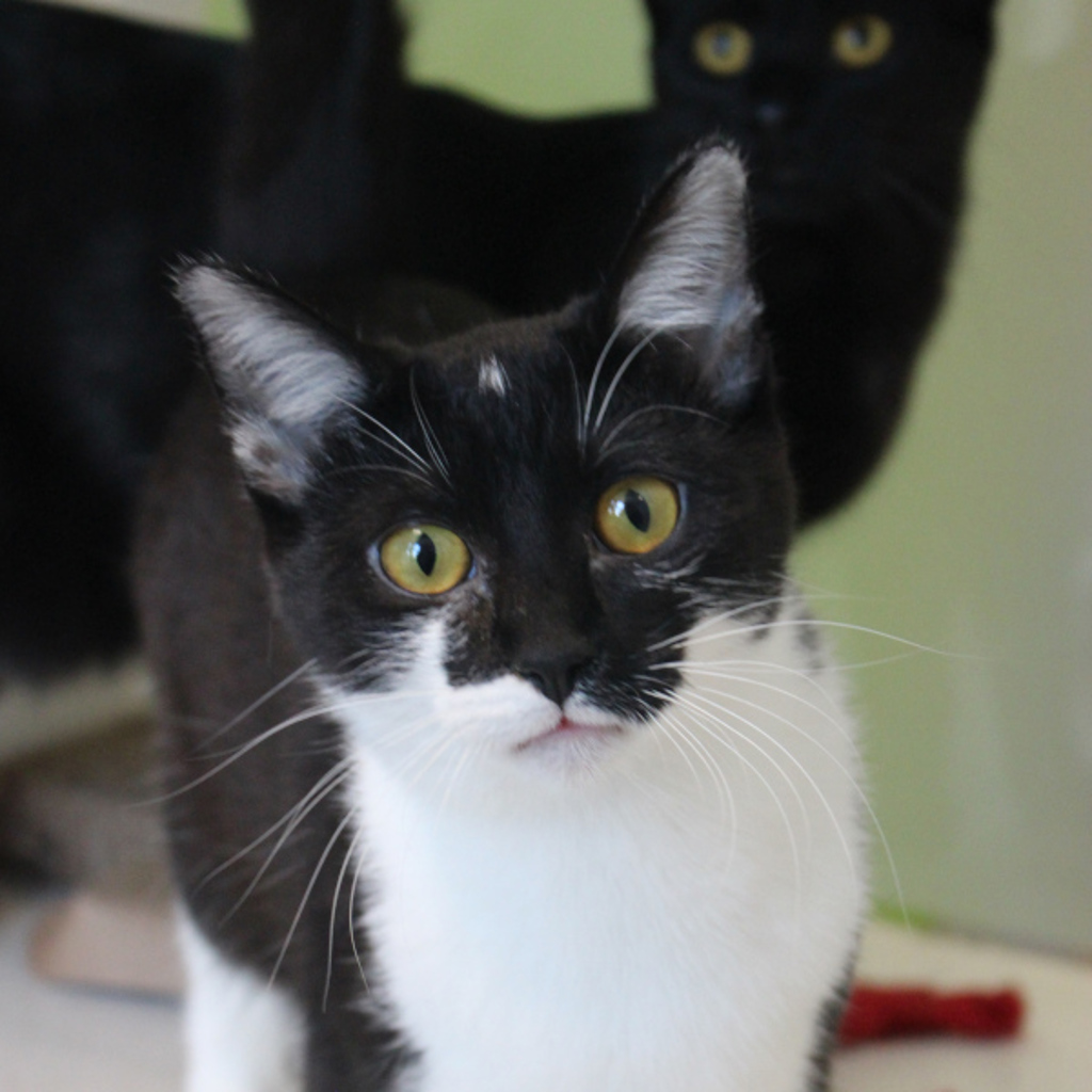 Penny - Bonded With Toothless