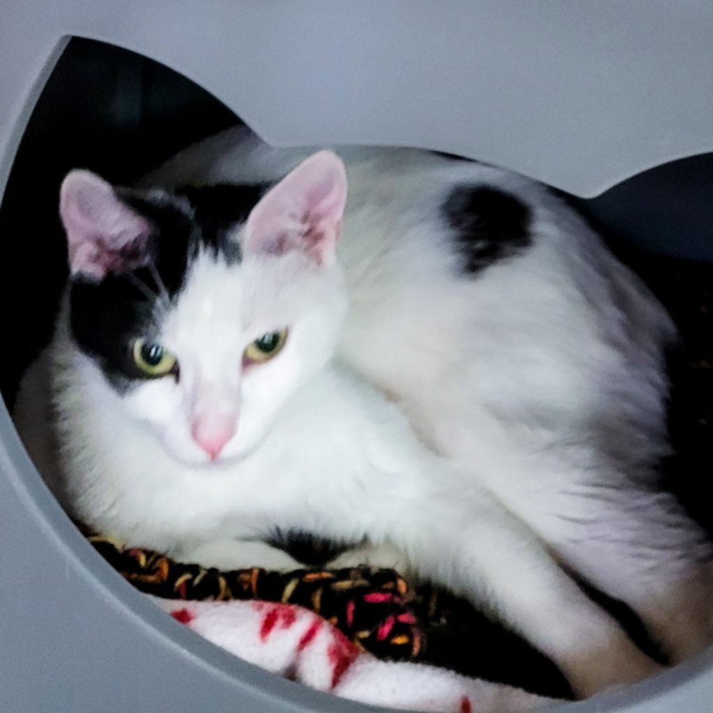 Persephone - Bonded Buddy With Catarina