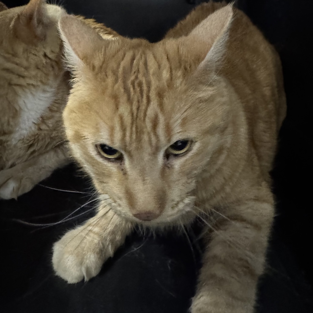 Pumba -- Bonded Buddies With Squid