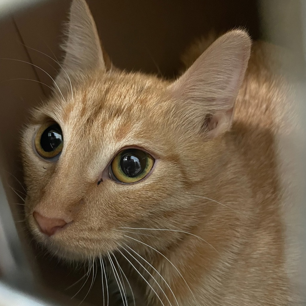 Rory - Bonded With Lorelai