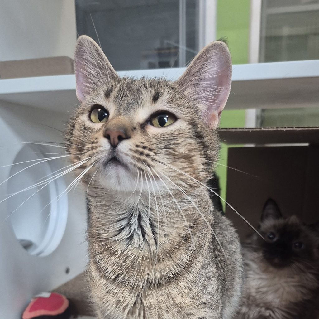 Ruby - Bonded With Emerald