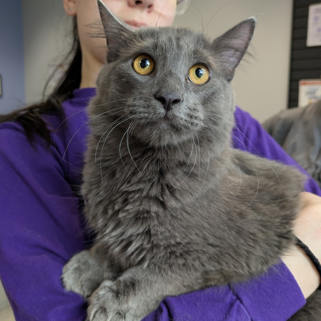 Shadow -- Bonded Buddy With Busy Bee