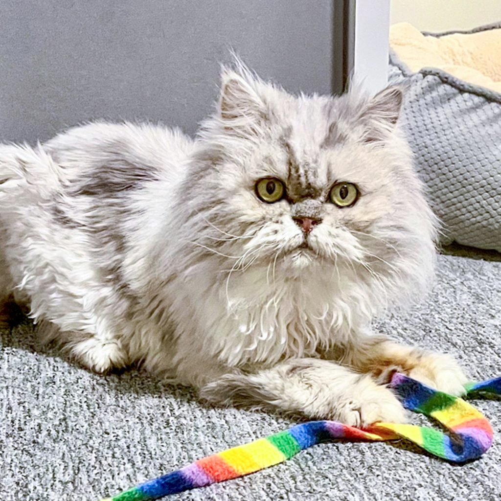 Shermie -- Bonded Buddies With Lulu & Amelia