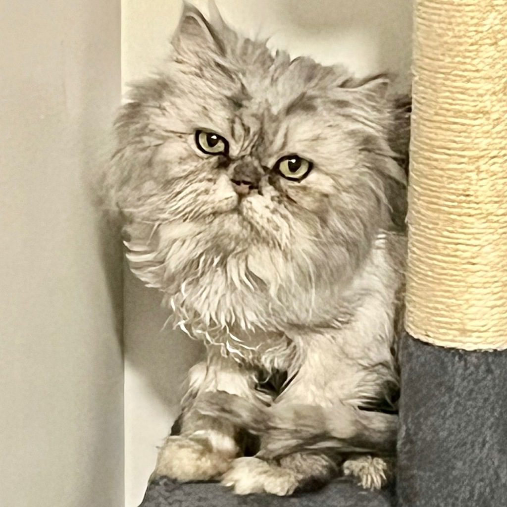 Shermie -- Bonded Buddies With Lulu & Amelia