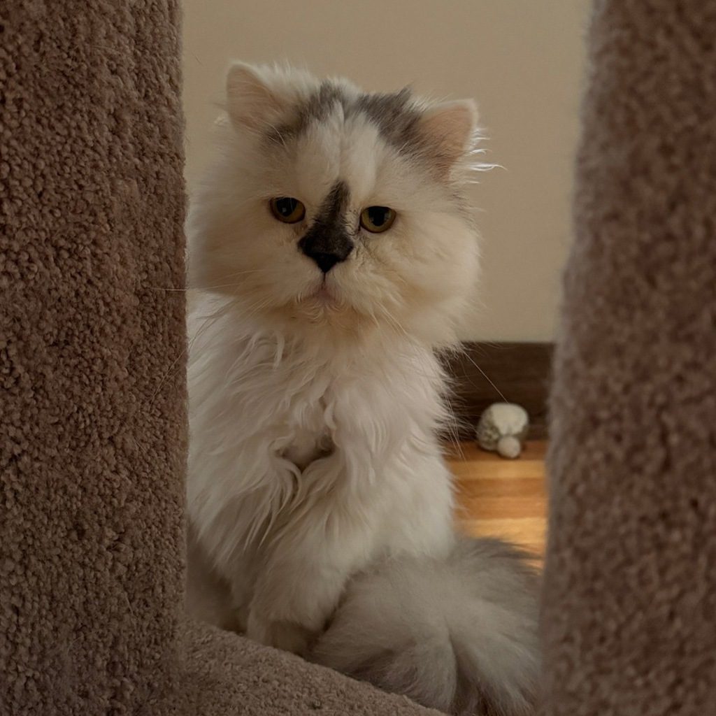 Shetland -- Bonded Buddy With Kristoff