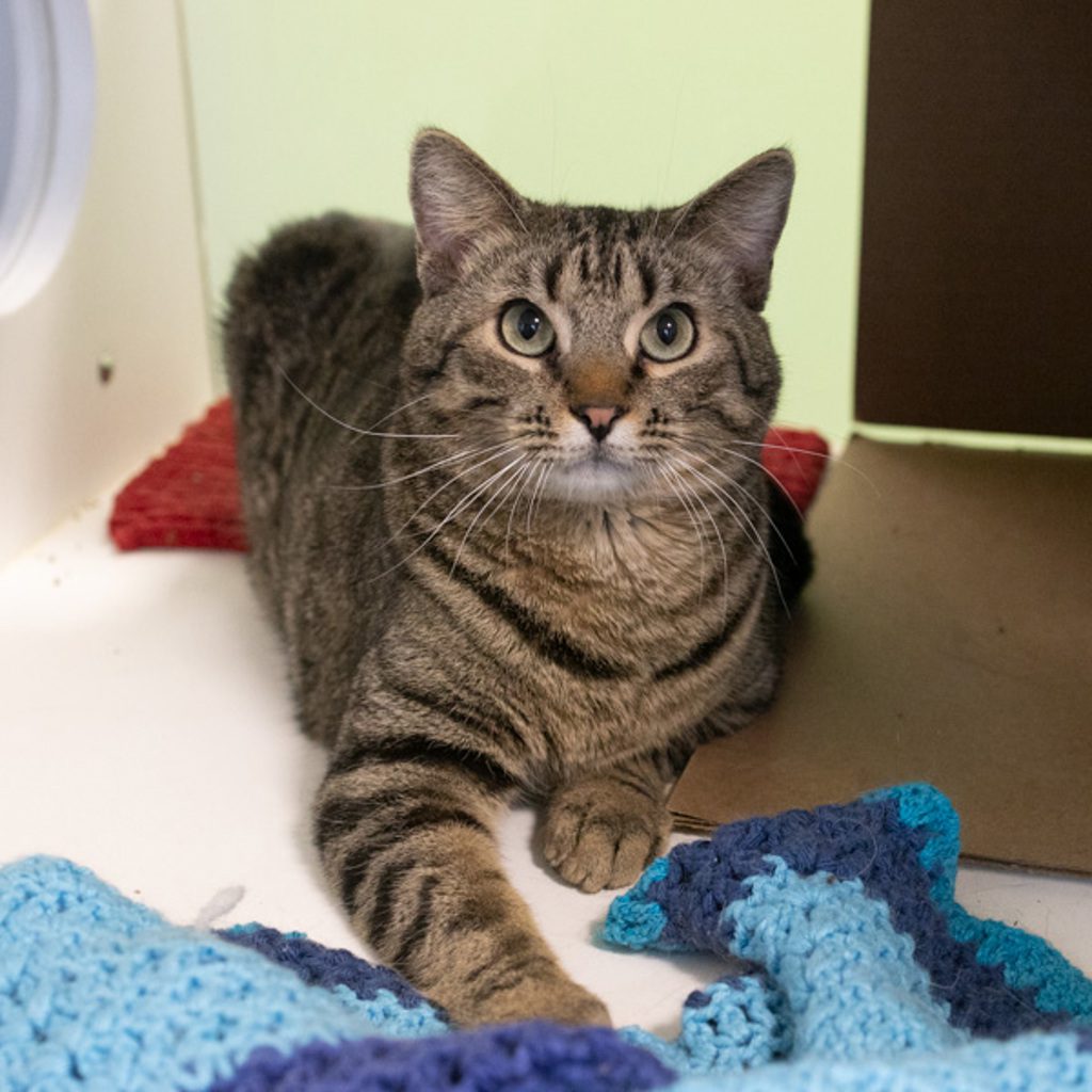 Snickers - Bonded W/ Squirrel