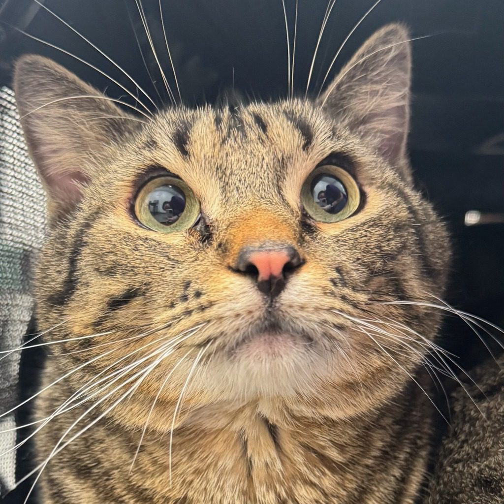 Snickers - Bonded W/ Squirrel