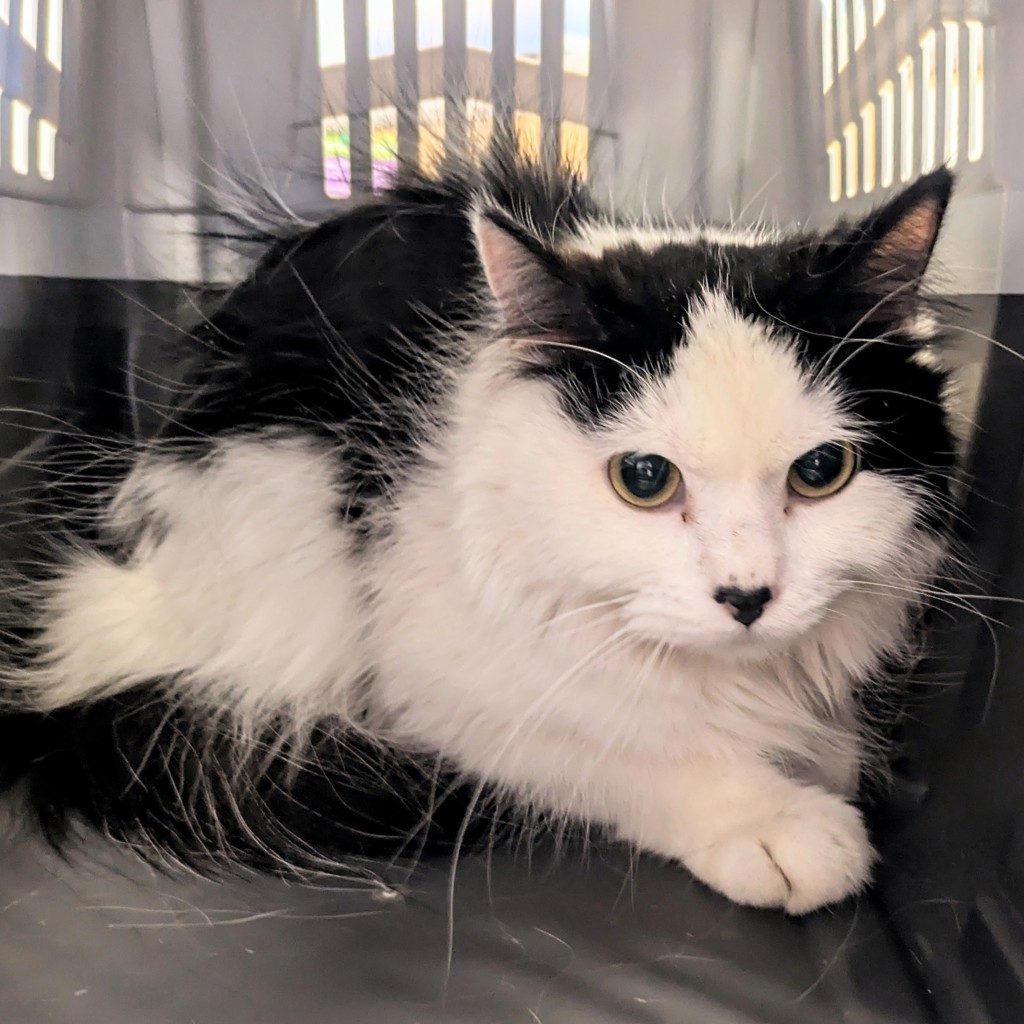 Snoopy -- Bonded Buddy With Woodstock