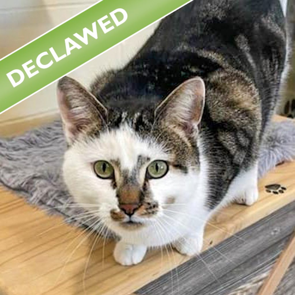 Sparrow -- Bonded Buddies With Max