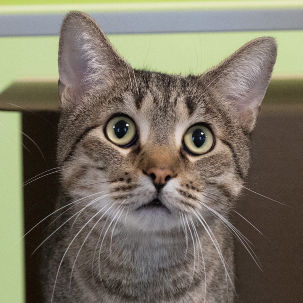 Squirrel - Bonded W/ Snickers