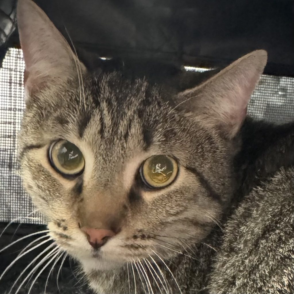 Squirrel - Bonded W/ Snickers