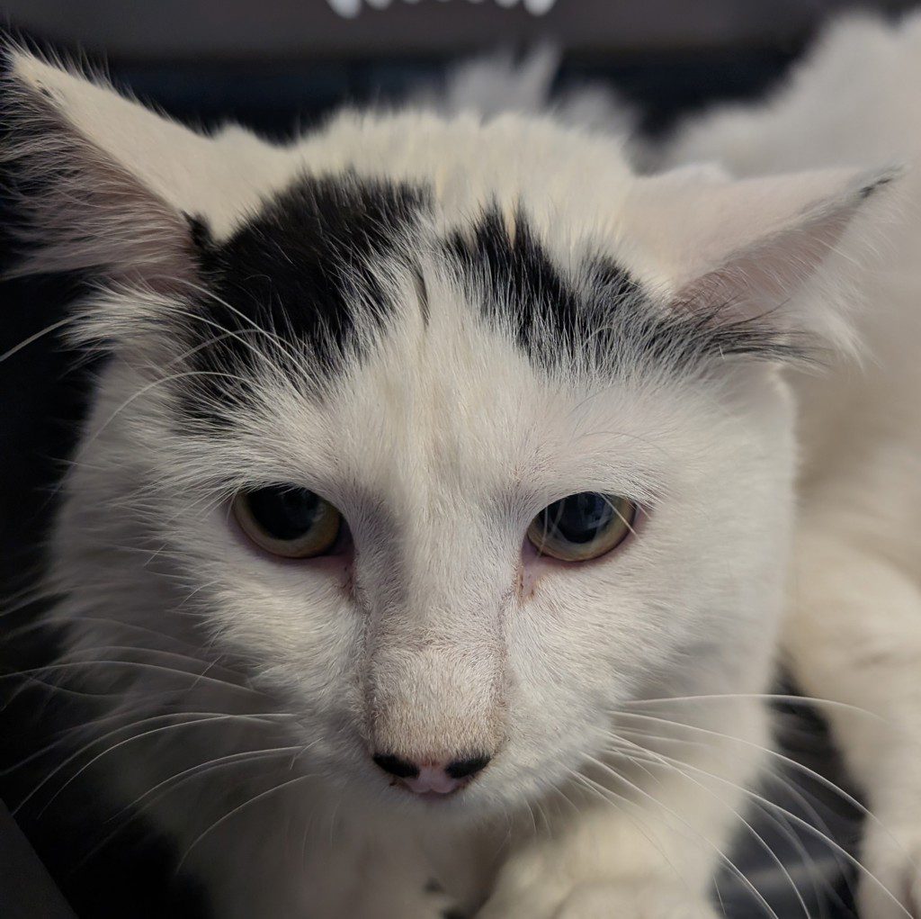 Stevie -- Bonded Buddies With Milo