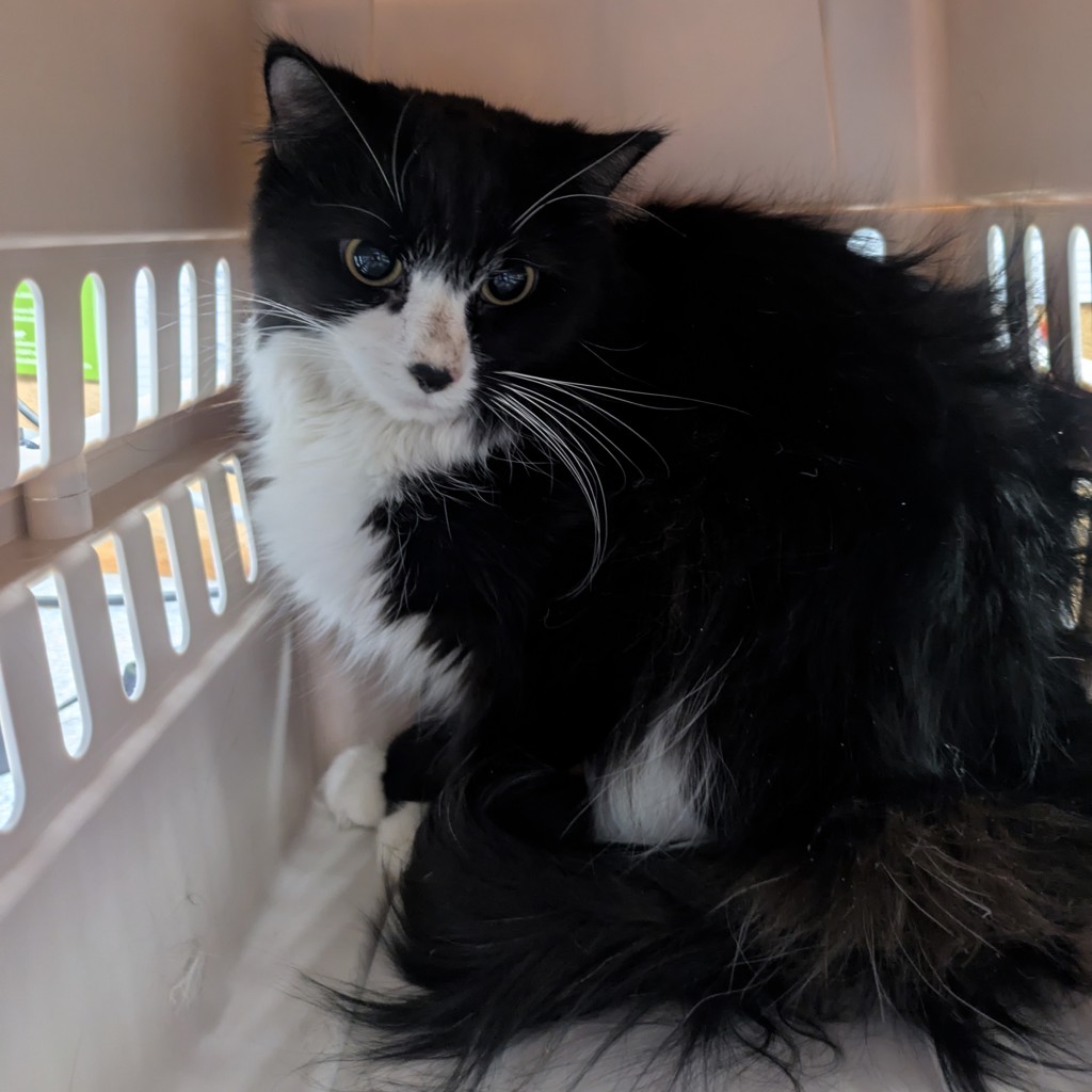 Woodstock -- Bonded Buddy With Snoopy