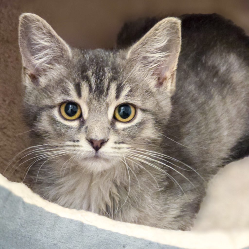 Zephyr - Bonded Buddy With Astrid