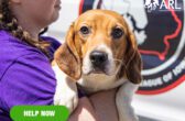 0512_Beagles_eappeal_Header