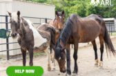 0529_22 equines_eappeal_Header2