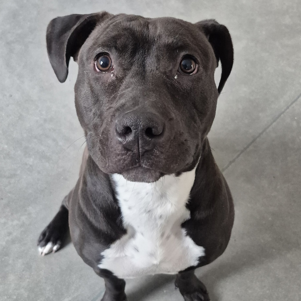 Amara