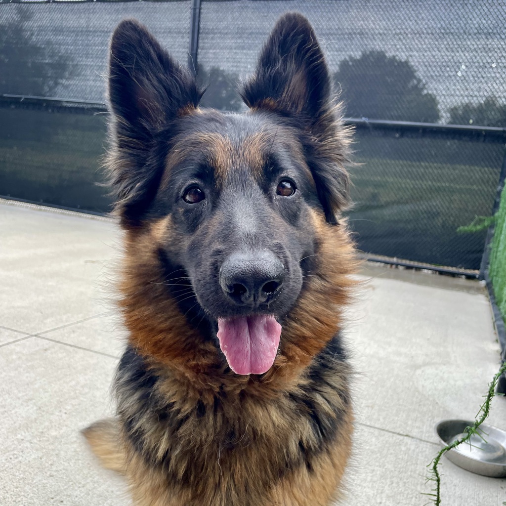Amelia