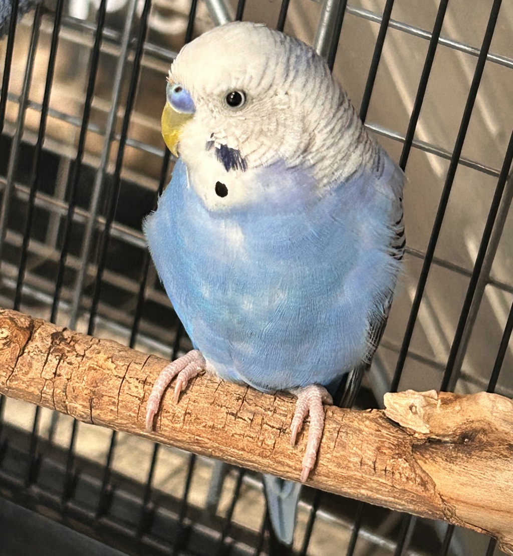 Benjamin
