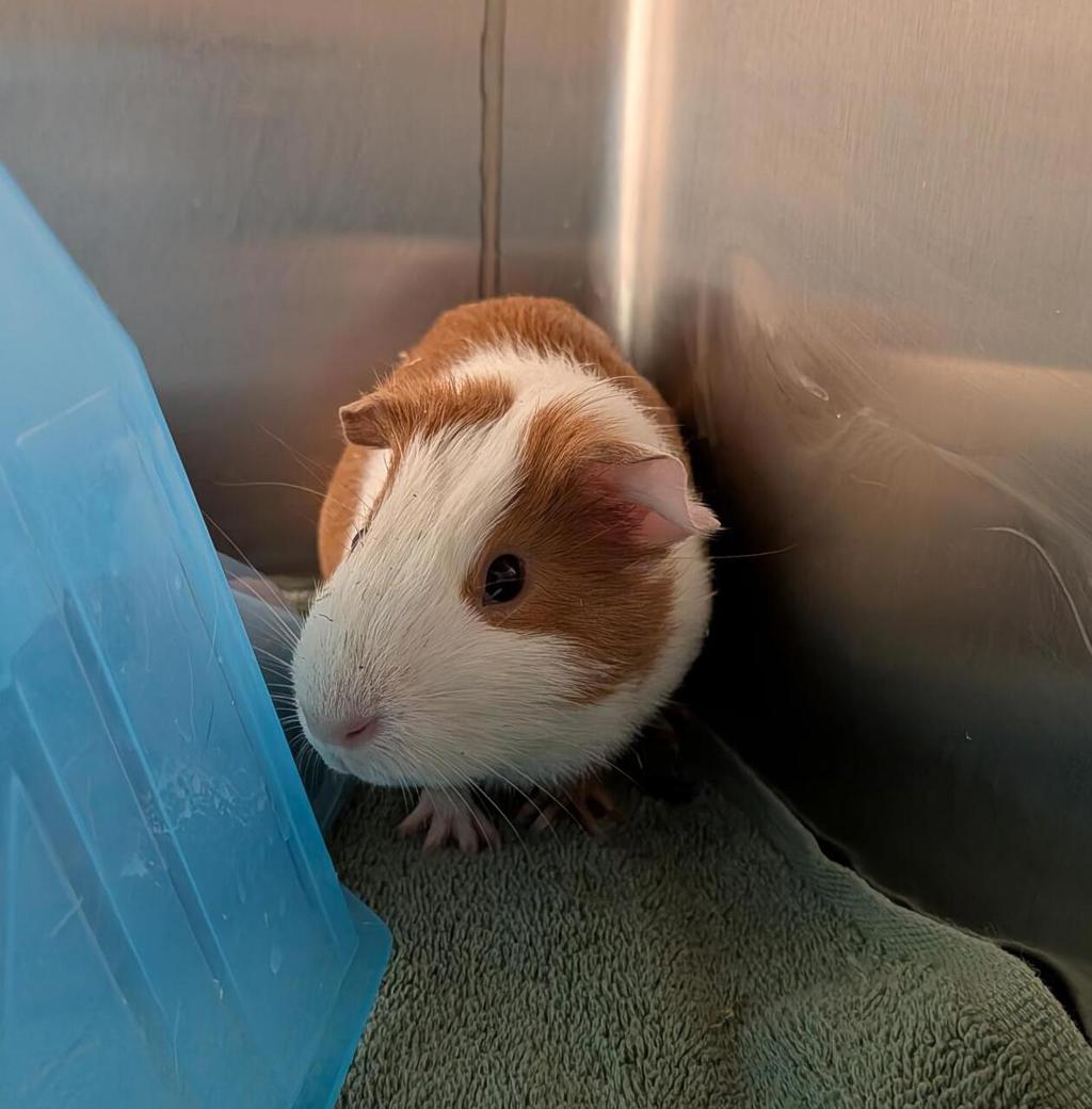 Biscuit - Bonded Buddy With Mocha
