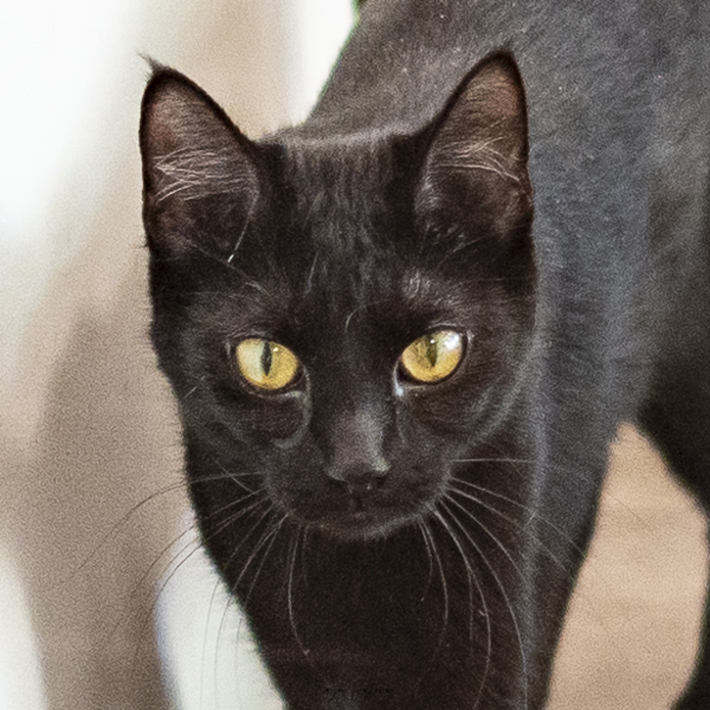 Bonnibel -- Bonded Buddy With Diletta