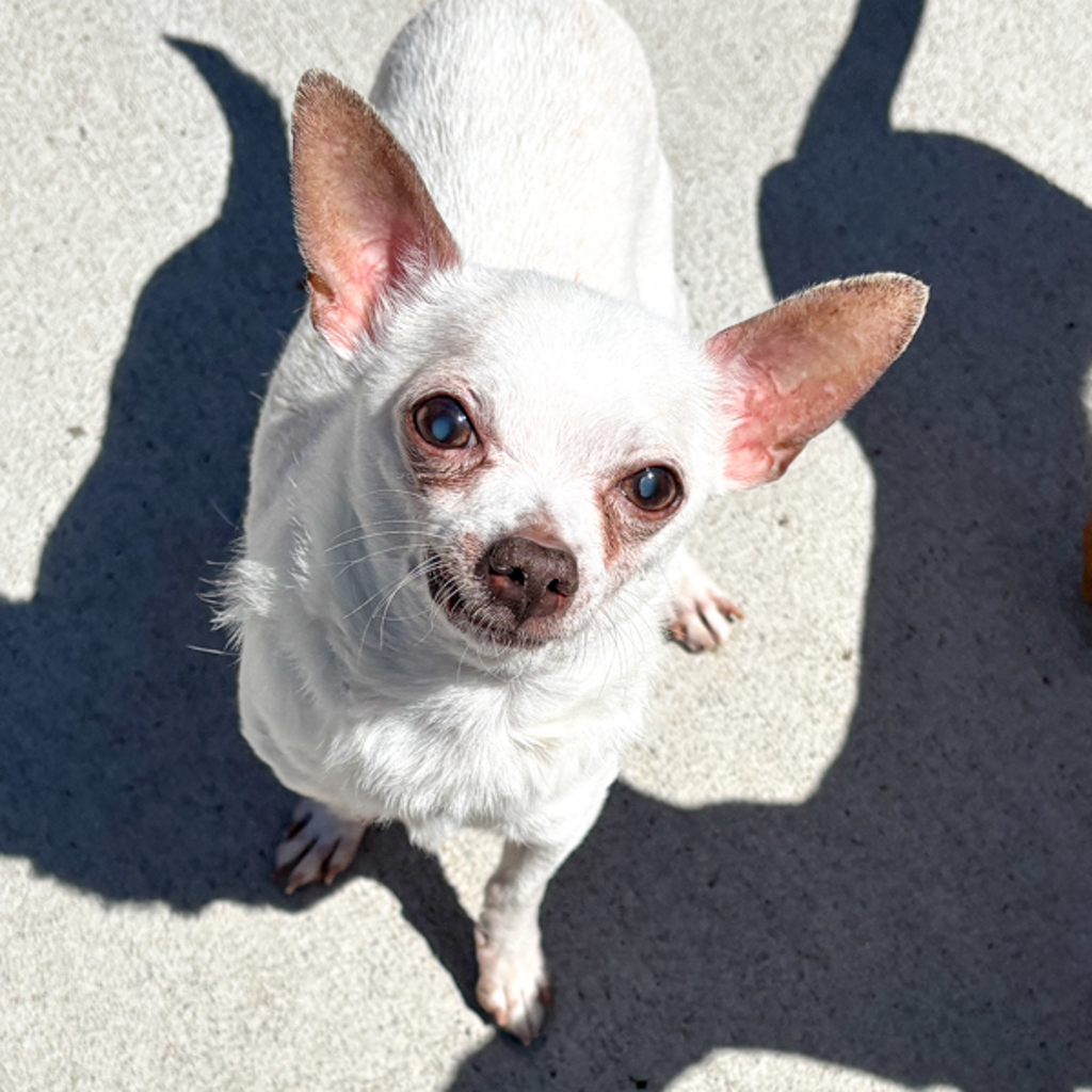 Boog — Bonded Buddy With Elliot