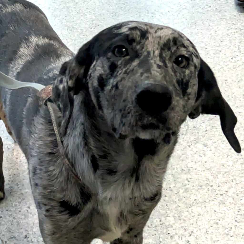 Bud -- Bonded Buddy With Sissy