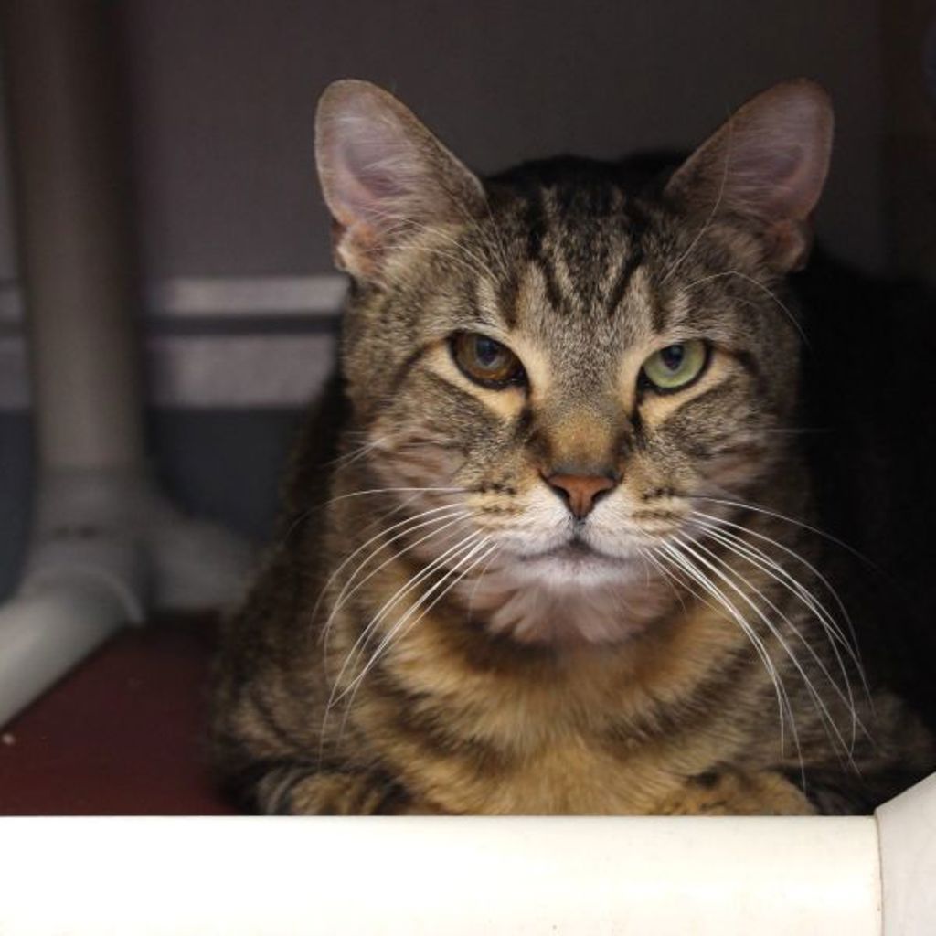 Charles -- Bonded Buddy With Lionel