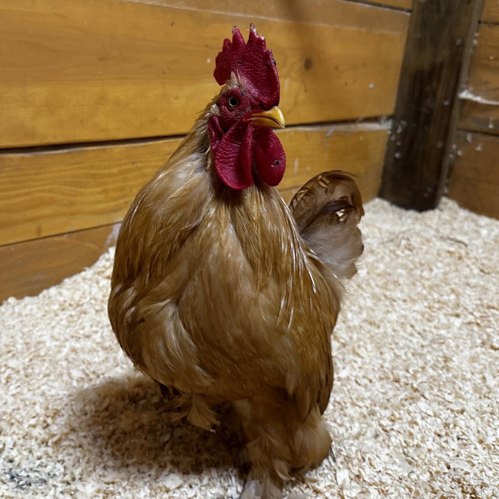 Cheddar