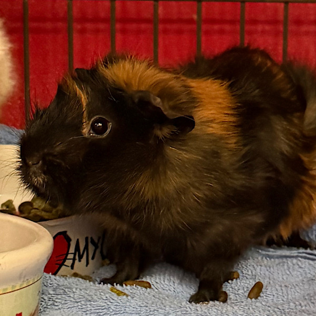 Cocoa -- Bonded Buddy With Mocha