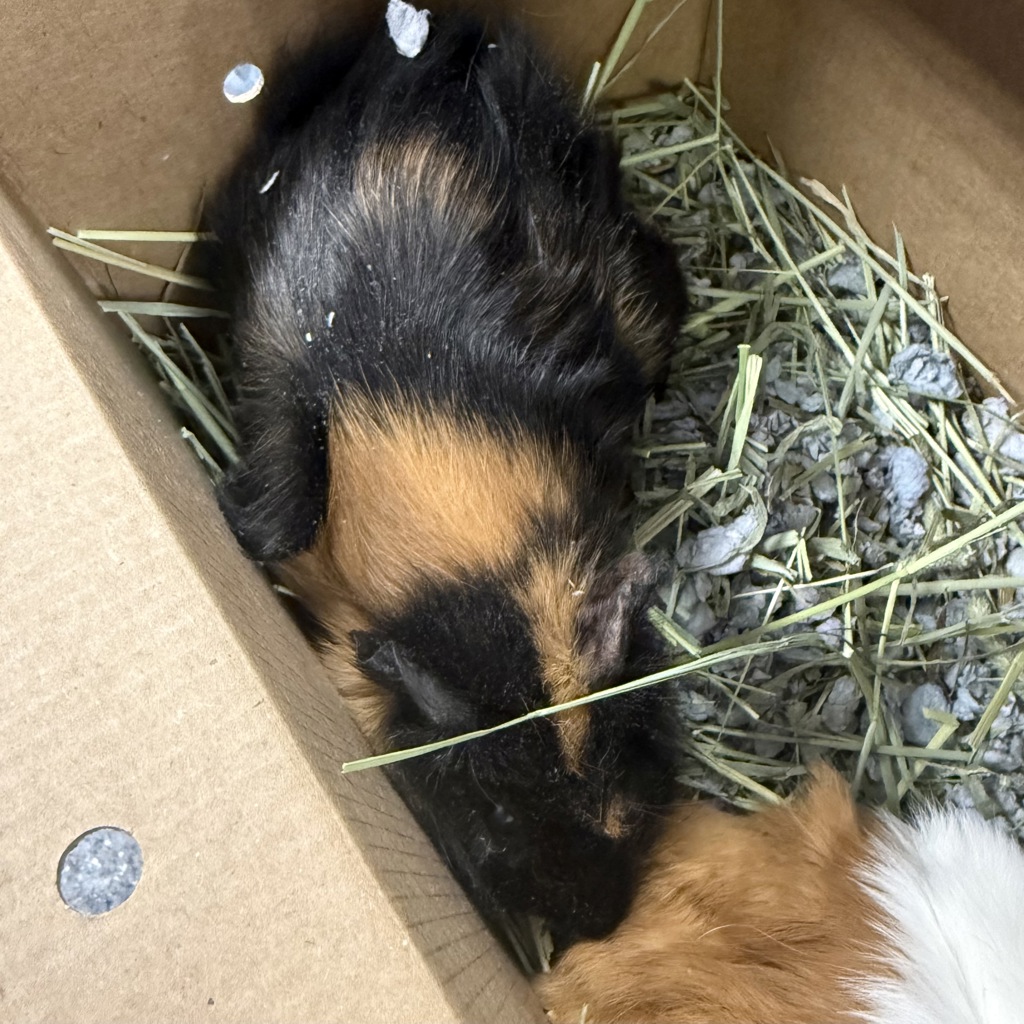 Cocoa -- Bonded Buddy With Mocha