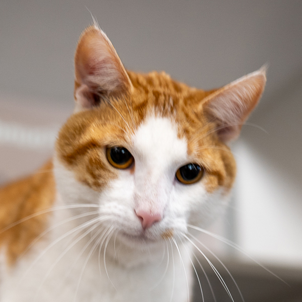 Creamsicle -- Bonded Buddies With Ace