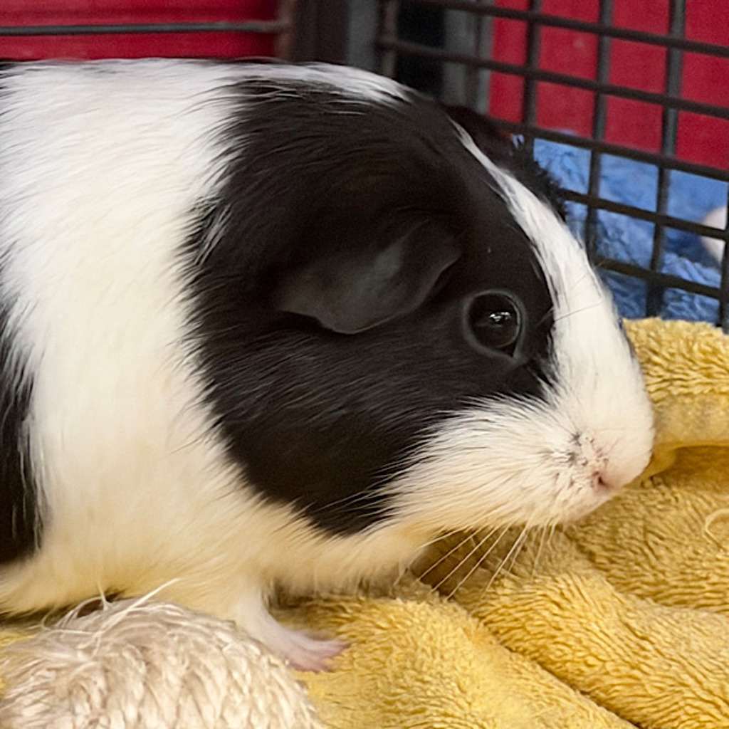 Cruella De Vil -- Bonded Buddies With Jade De Vil
