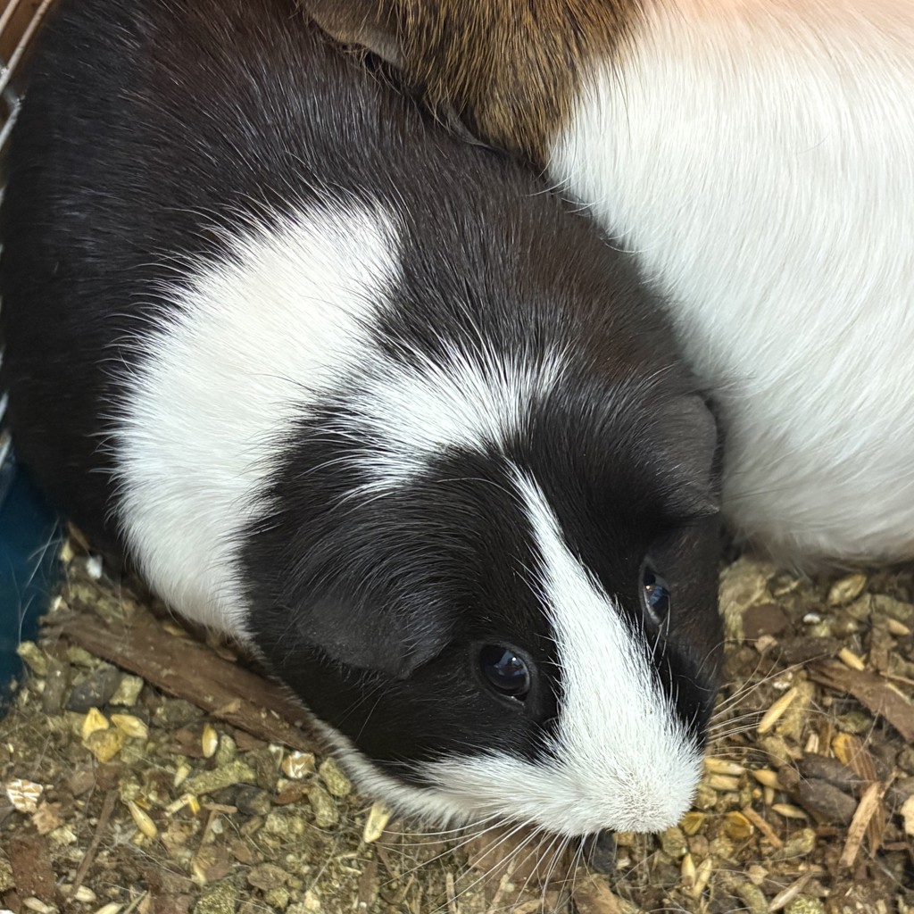 Cruella De Vil -- Bonded Buddies With Jade De Vil