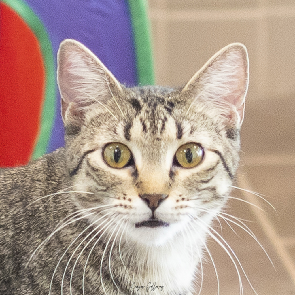 Diletta -- Bonded Buddy With Bonnibel