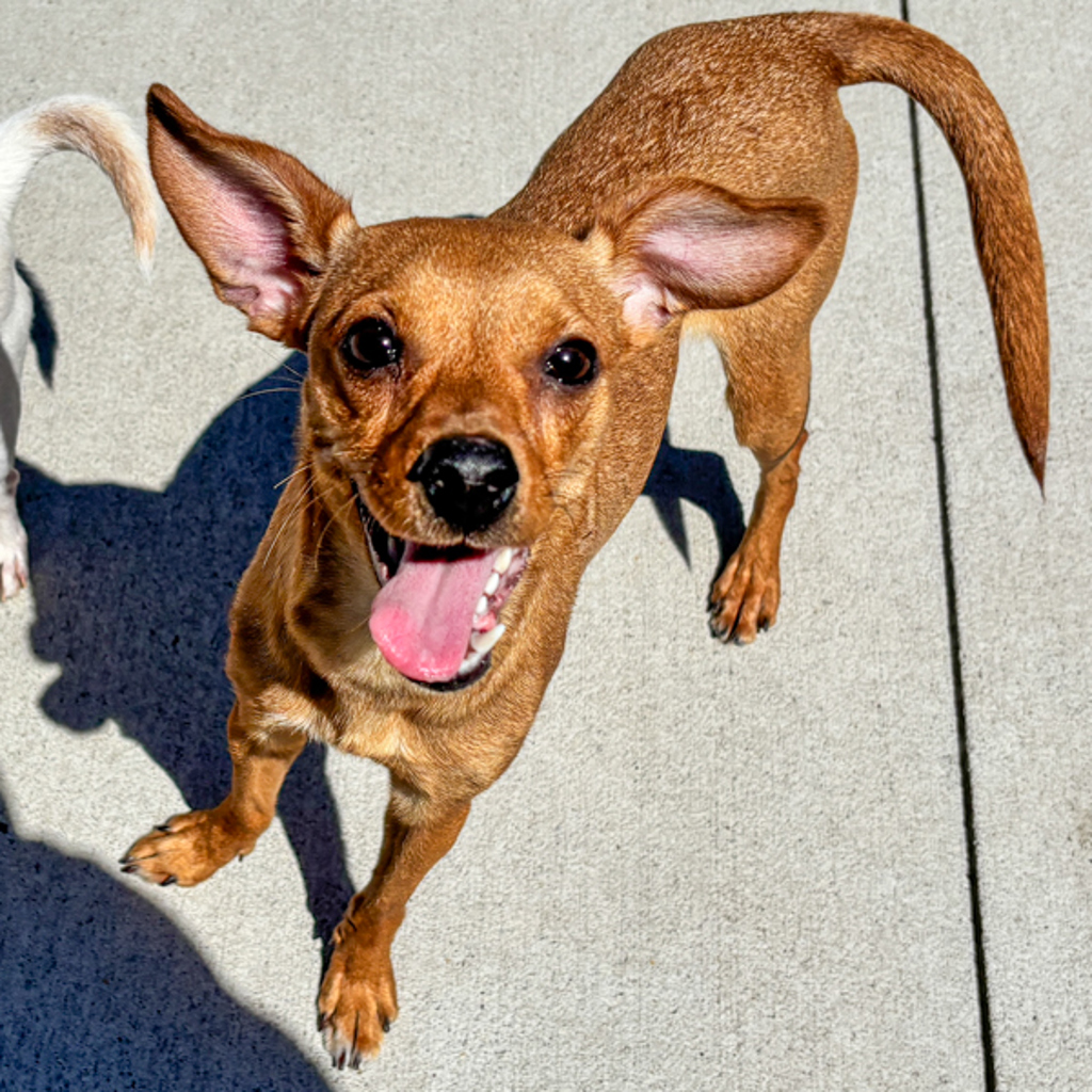Elliot — Bonded Buddy With Boog