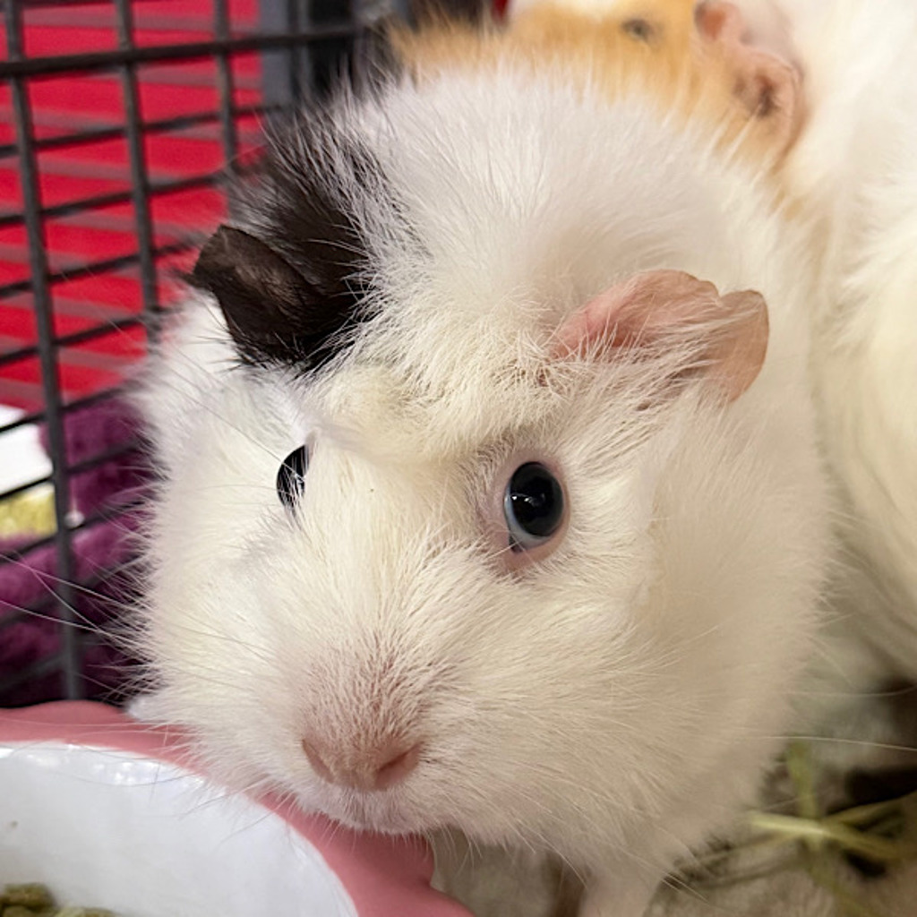 Esmeralda -- Bonded Buddy With Penelope