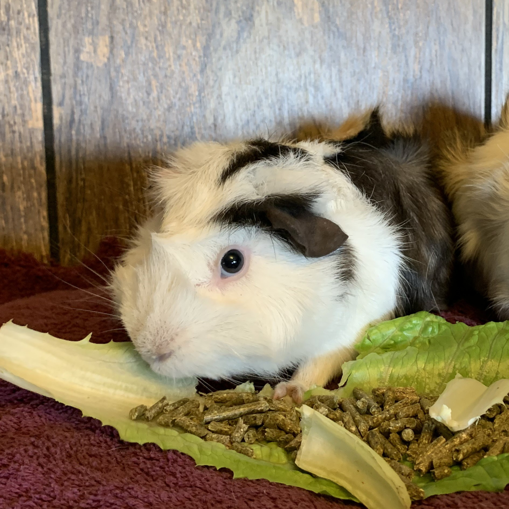 Esmeralda -- Bonded Buddy With Penelope