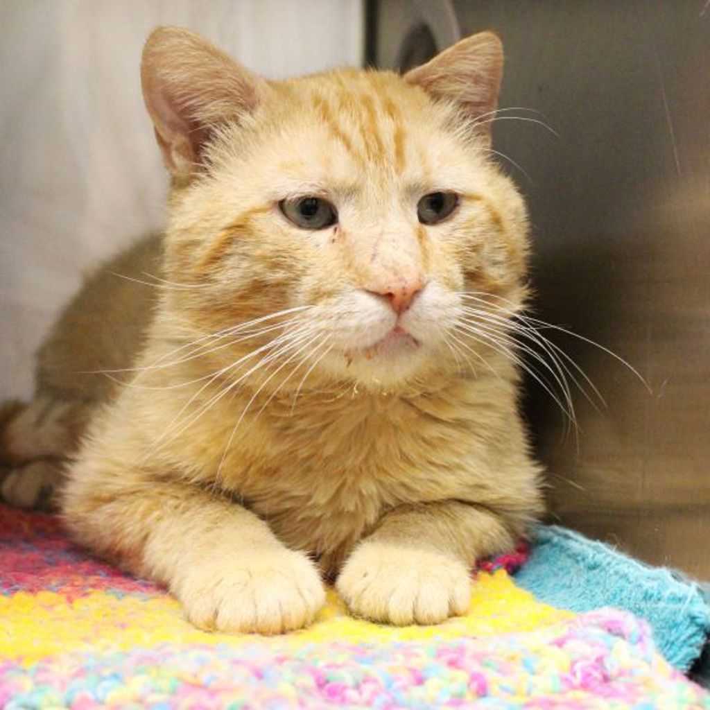 Garfield