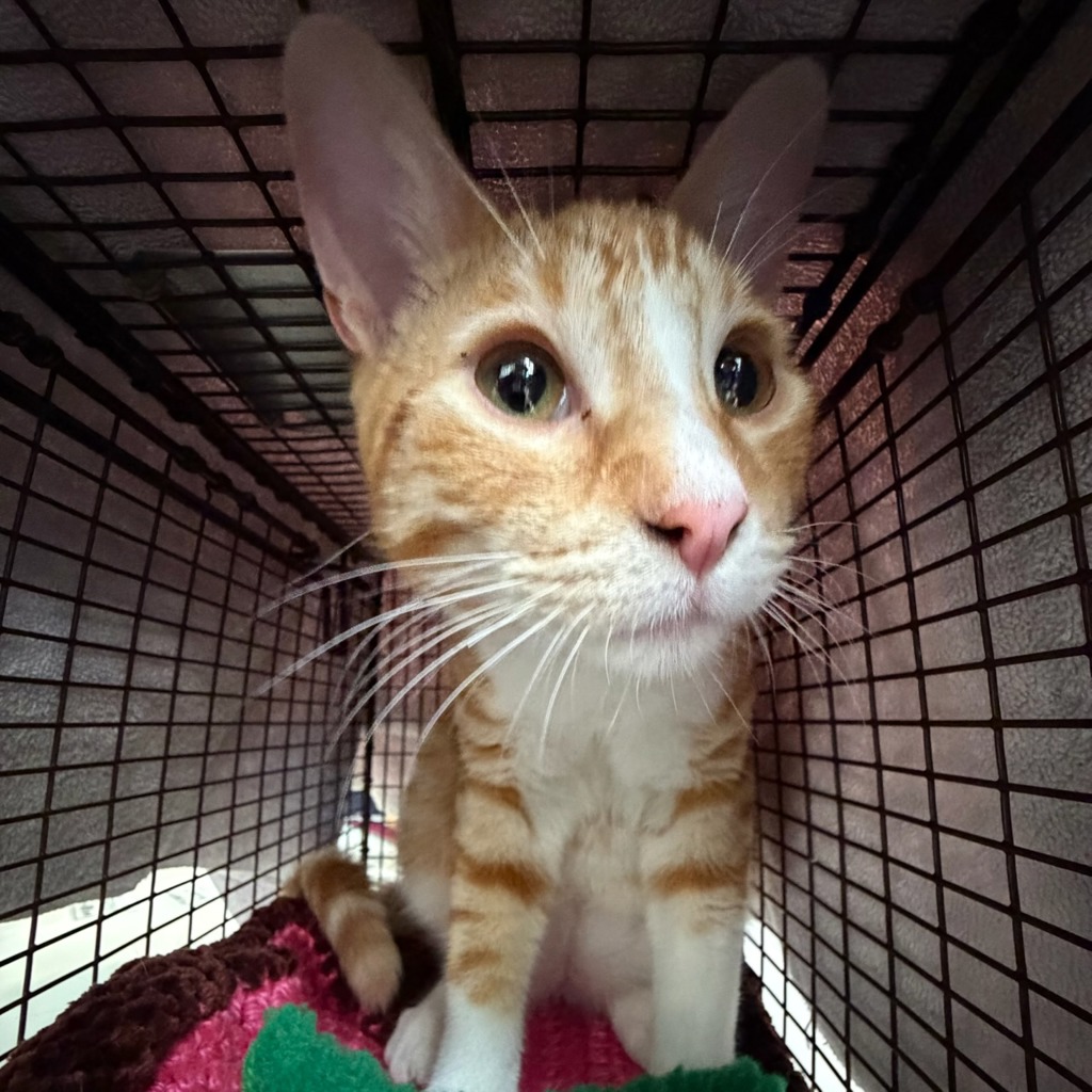 Georgie