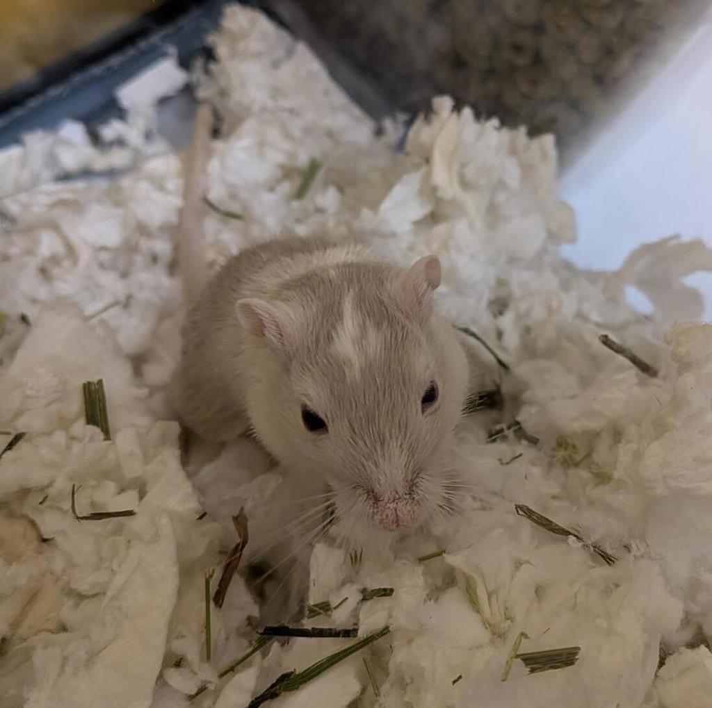 Gruff -- Bonded Buddy With Huff