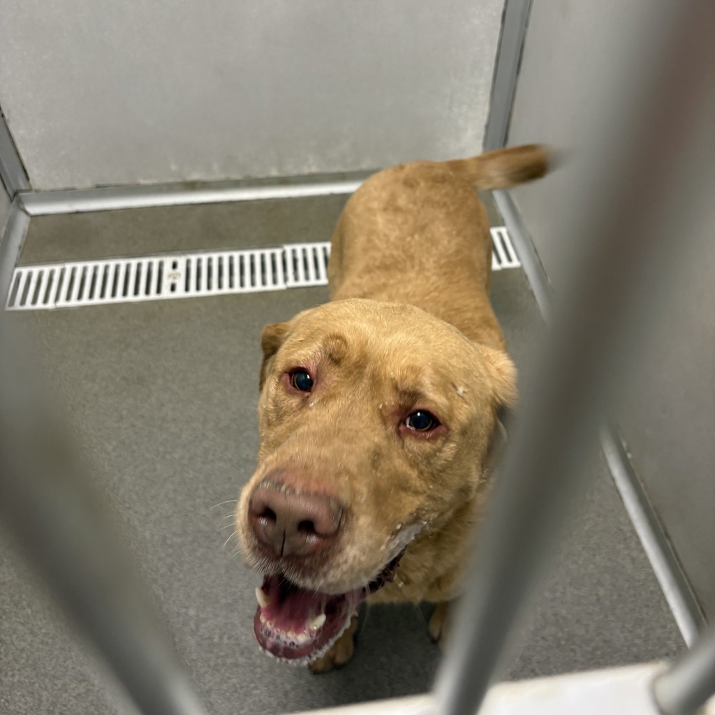 Labrador Retriever
