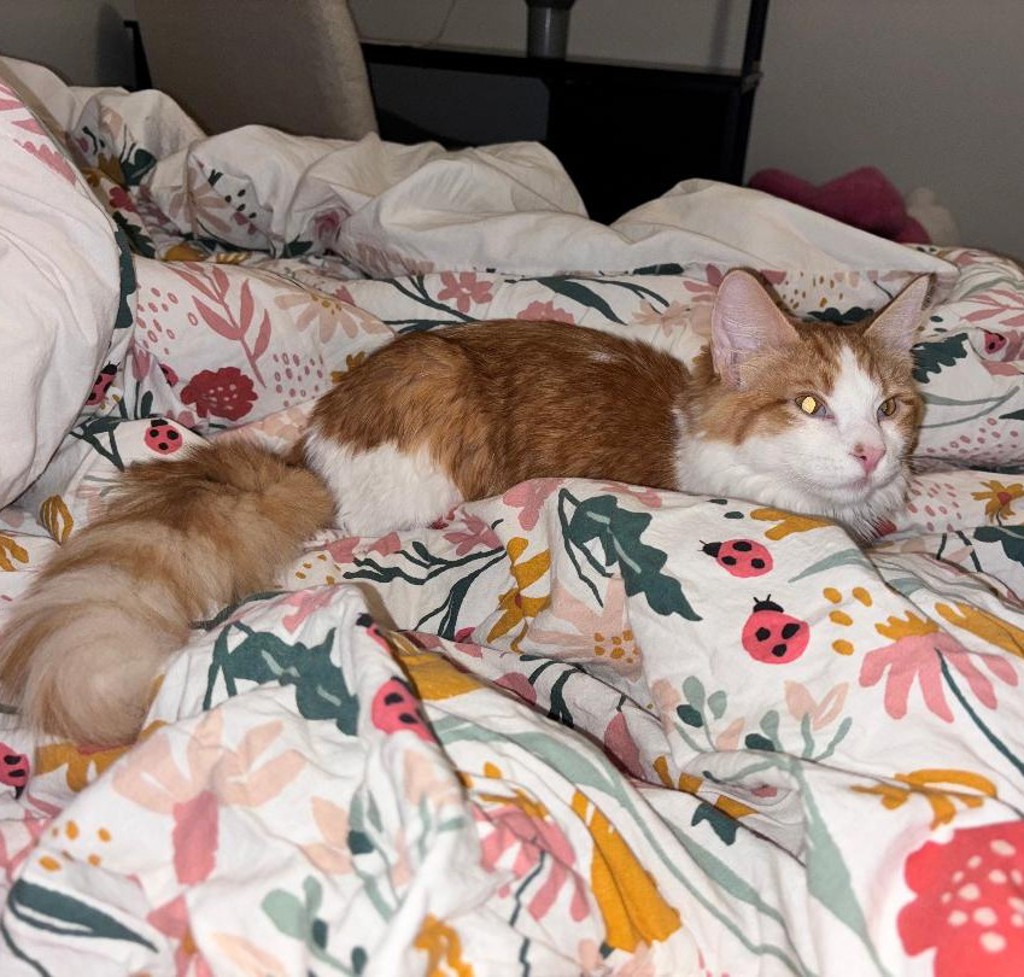 Henry -- Bonded Buddy With Buddy